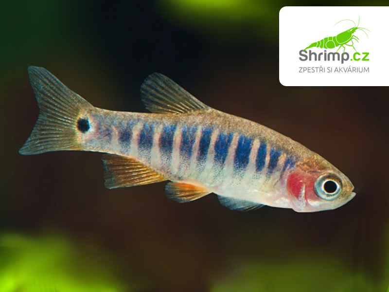 Razborka barmská - Danio erythromicron