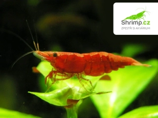 Red sakura - Neocaridina davidi