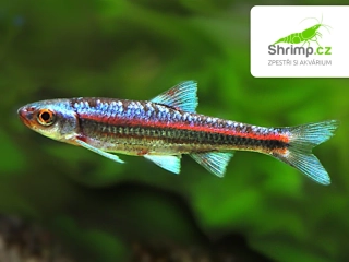 Jeleček duhový - Notropis chrosomus