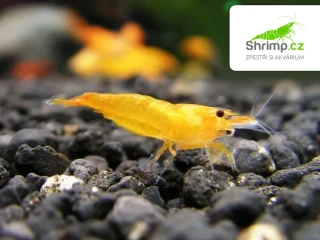 Orange - Neocaridina davidi