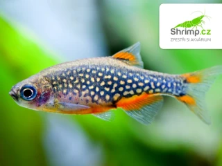 Dánio perlové - Danio margaritatus