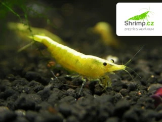Yellow neon stripe - Neocaridina davidi