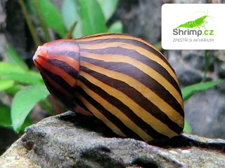 Plž Neritina zebra (Neritina natalensis)