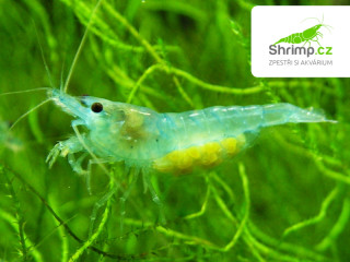 Blue Jelly (Neocaridina davidi)